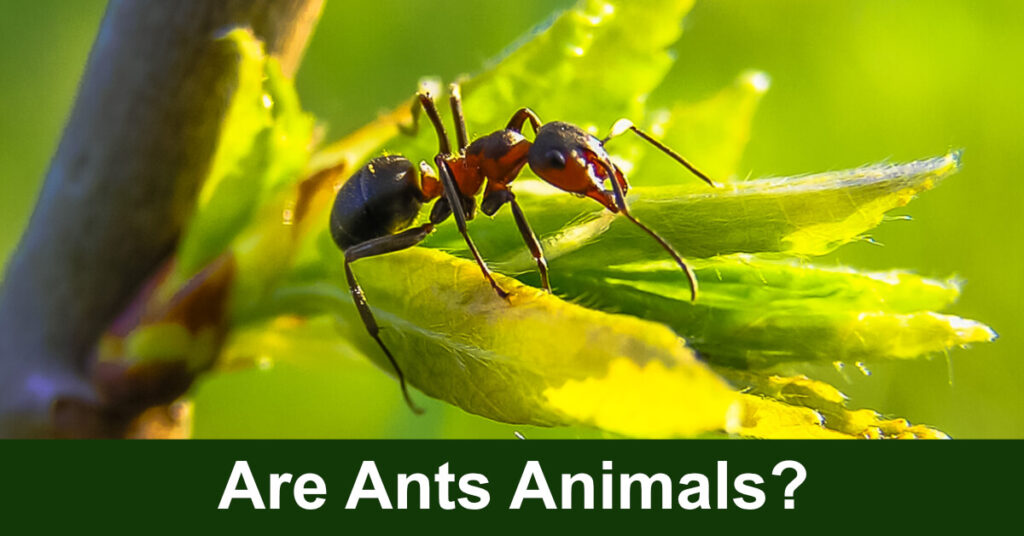 Are Ants Animals? - SciFAQs