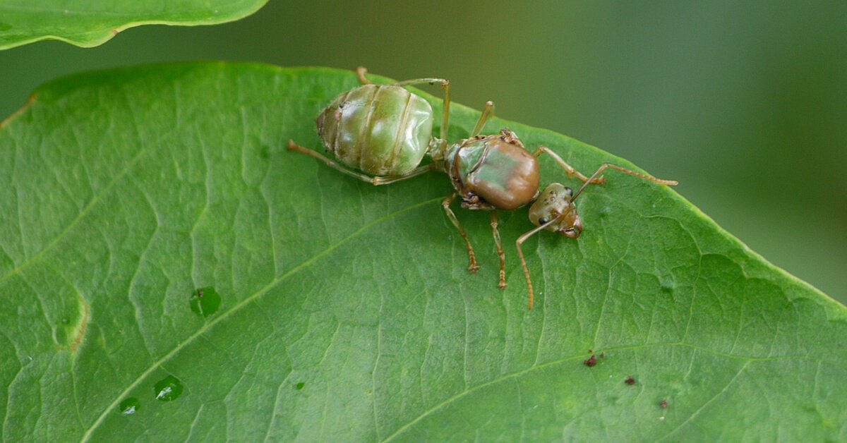 How Do Ants Reproduce? - SciFAQs