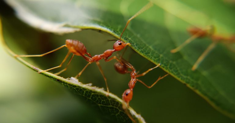 are ants attracted to blood