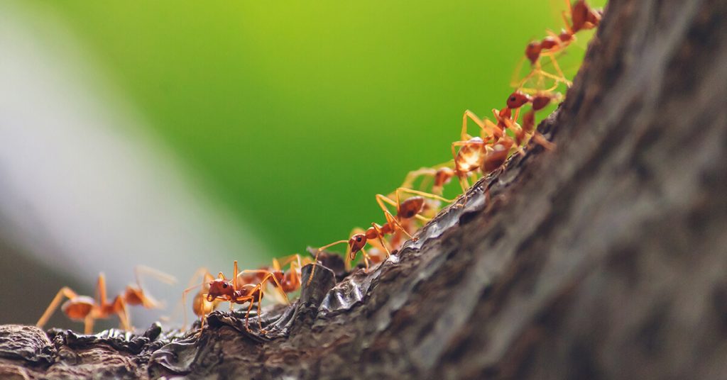 Ant Colony Structure Members And Roles SciFAQs