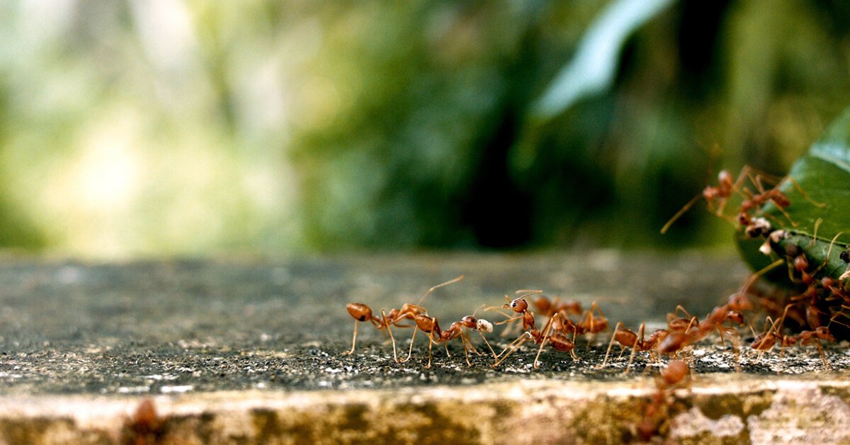 What Do Worker Ants Do 