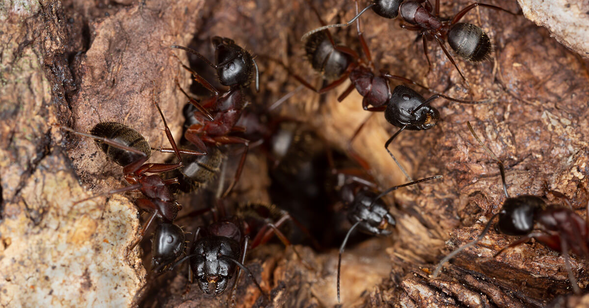 What Are Wood Ants 2 
