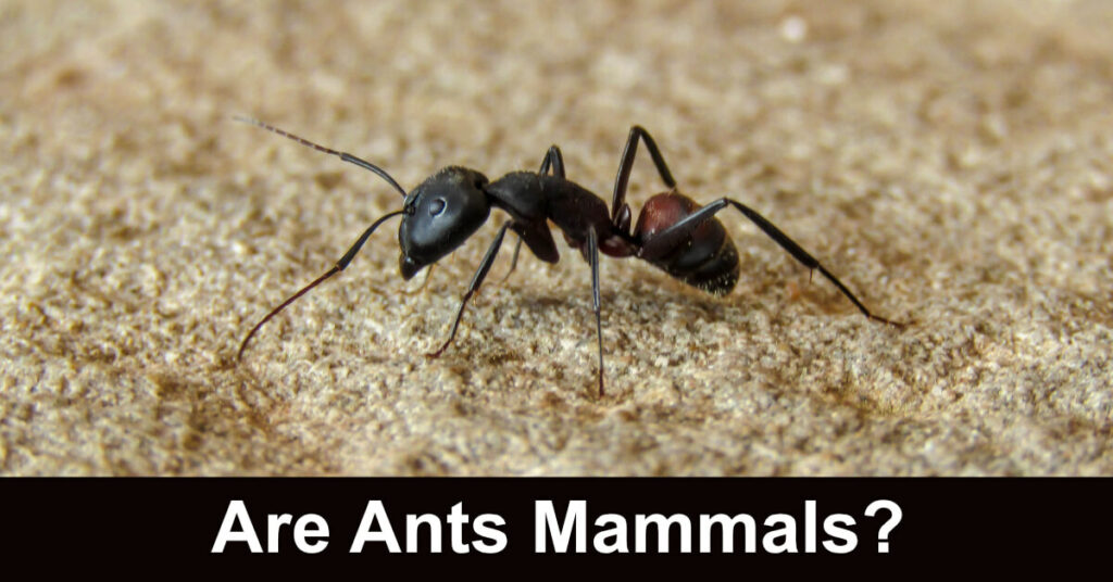 Are Ants Mammals? - SciFAQs