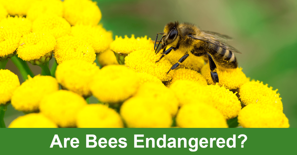 Are Bees Endangered? - SciFAQs