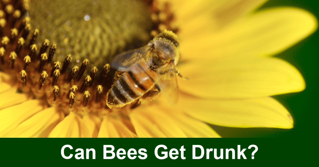 can bees get drunk