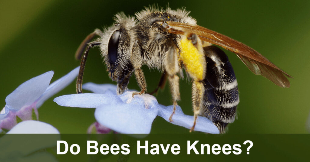 do bees have knees