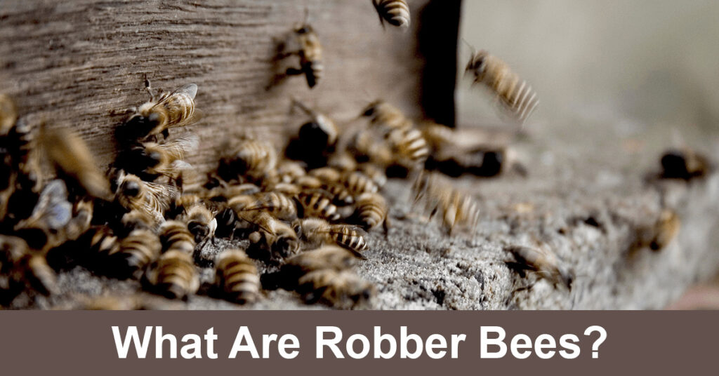 what are robber bees