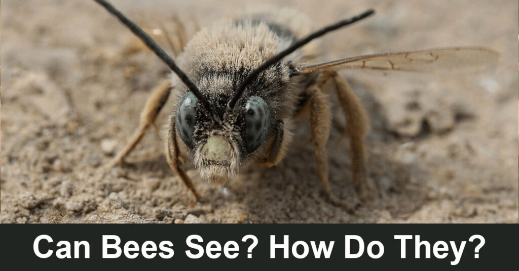 can bees see