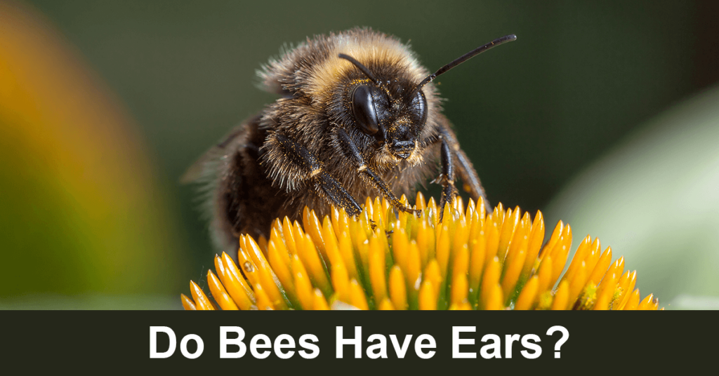 do bees have ears