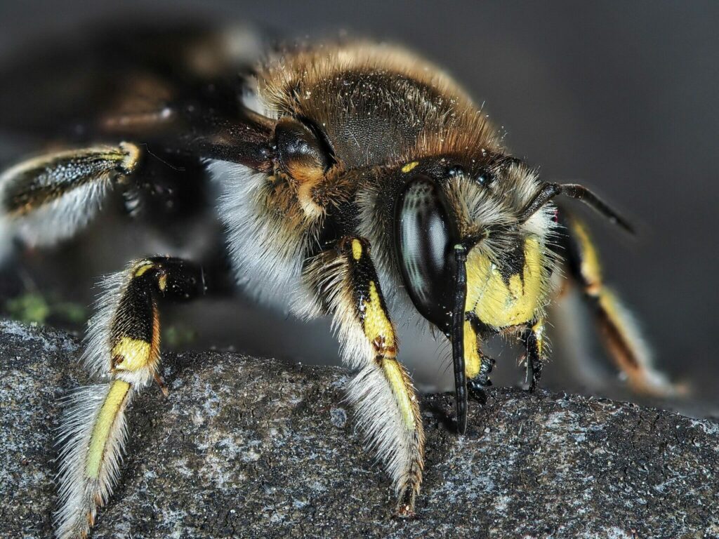 Do Bees Have Ears Can They Hear SciFAQs Do Bees Have Ears Can They Hear SciFAQs