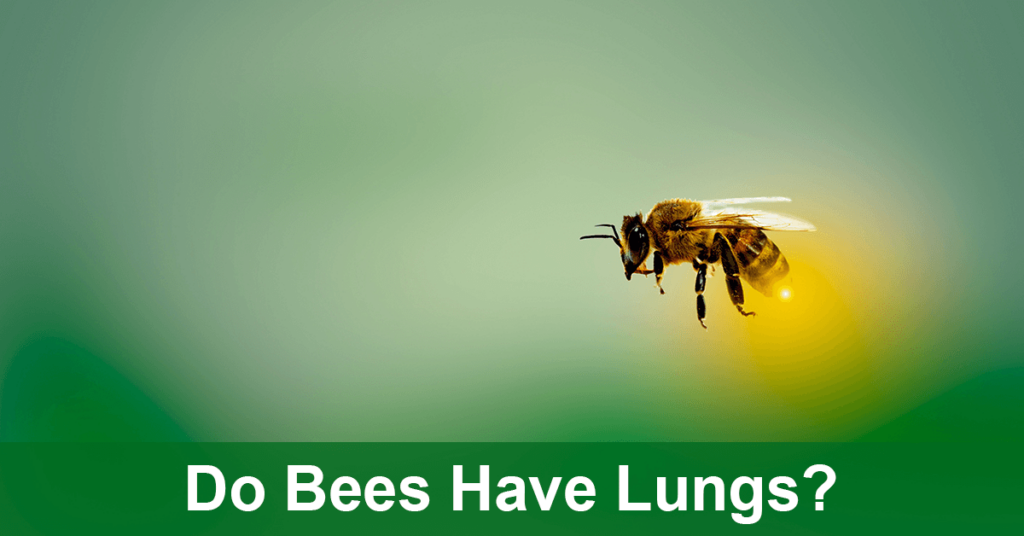do bees have lungs