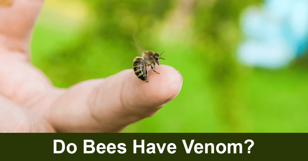 do bees have venom